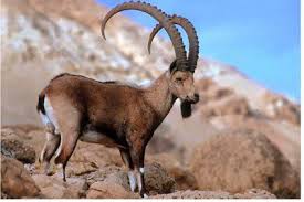 An Israeli Ibex Ibex Goat Animals Wild Wildlife Animals