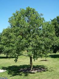 Check spelling or type a new query. Pin By Kimberly Wies On Ohio The Buckeye State Ohio Buckeye Tree Buckeye Tree Ohio Buckeyes