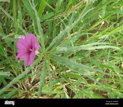Image result for Ipomoea bolusiana