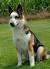 Blue Bay German Shepherd