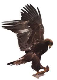 Golden Eagles Winter in Appalachia < Appalachian Voices