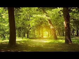 Download the new music streaming app now. Relaxing Music Enchanting Forest Nature Sounds Piano Music Stress Relief Youtube Musique Piano Musique Relaxante Foret Enchantee