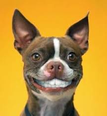 I Have Successfully Conditioned My Master To Smile And Write In His Book Every Time I Drool Pavlov S Dog Http S Smiling Dogs Smiling Animals Boston Terrier