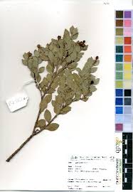 Image result for Osyris compressa