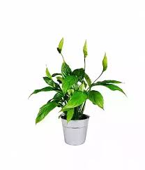 Image result for ledviník