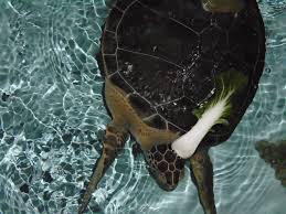 The Living Planet Aquarium