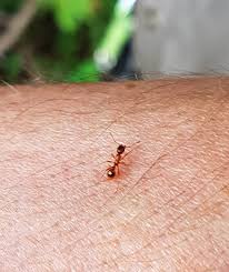 We did not find results for: European Fire Ant Control Environmental Pest Control