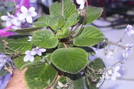 Image result for Saintpauliopsis lebrunii