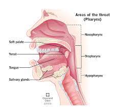 A sore on the lip or in the mouth that doesn't heal. Oropharyngeal Cancer What Is It Symptoms Stages Prognosis
