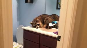 The division of animal control is located at 9203 detroit road cleveland, ohio 44102. Living In Harmony With Wildlife Skunks Raccoons