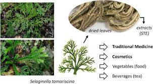 Image result for Selaginellaceae