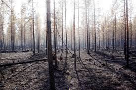 In schweden gibt es geringfügige unterschiede in den schulferienterminen nach region oder stadt. Die Zahl Der Waldbrande In Schweden Geht Zuruck Doch Die Vier Grossten Brande Wuten Weiter Nzz