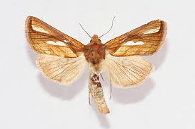 Image result for Plusia putnami