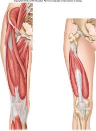 Fibers run parallel hamstrings group semitendinosus: Leg Muscle Diagram Not Labeled Studying The Human Body Part 3 Legs Feet And Heads 3d When You Are Taking Anatomy And Physiology You Will Be Required To Identify