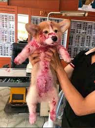 However, the flesh of jackfruit has a white, gluey substance around it called latex. Owner Freaks Out For A Moment When She Finds Her Dog In A Pool Of Blood After Eating Dragonfruit The Animal Rescue Site News