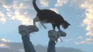 What kind of animal is master shifu what kind of animal is kai? Master Shifu On Tumblr