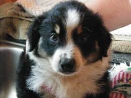 Check spelling or type a new query. Australian Shepherd Puppies Ready To Adopt For Sale In White Sulphur Springs West Virginia Classified Americanlisted Com