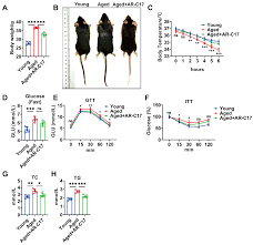 5-Heptadecylresorcinol Improves Aging-Associated Hepatic Fatty Acid  Oxidation Dysfunction via Regulating Adipose Sirtuin 3