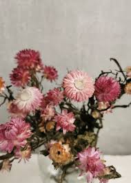 Yellow, orange, red, pink, burgundy, white or purple can be found in straw. Dried Flowers Dried Straw Flower Helichrysum Pink Bries Aan Zee Breeze At Sea