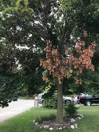 The girdling root will them be incorporated within the main root, instead of constricting it. Trees And Shrubs Forum Maple Trees Dying Garden Org