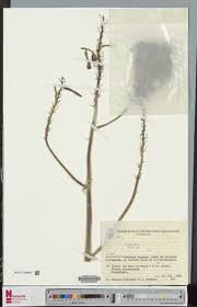 Image result for Hermannia micropetala