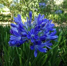 Fiori a forma di palla contro lo sfondo di fiori di colore giallo. Coltivare Agapanthus Guida Per Principianti