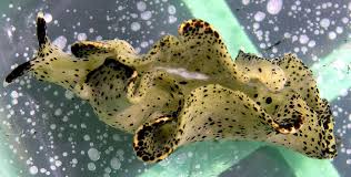 Image result for Isoglossa membranacea