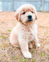 (dvgrr) golden retriever adoptions, placement and education (grape) Golden Retriever Puppies For Sale Oklahoma City Ok 354021