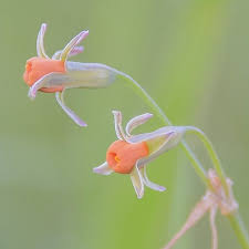 Image result for Tulbaghia acutiloba