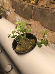 Diy Gardening Indoor Wall Nft Hydroponic System Steemit Hydroponics System Hydroponics Hydroponics Diy