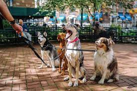 The Complete Breed Compatibility Guide For Huskies My Happy Husky
