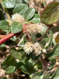 Image result for Alternanthera caracasana