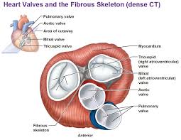 Function Of The Atrioventricular And Semilunar Valves Heart Valves Mitral Valve Valve