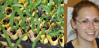 Walbot Lab at Stanford University