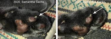 Horned Paws