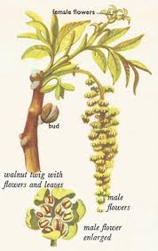 Its branches towered overhead, and many of them stretched far enough to shade my room. Walnut Tree