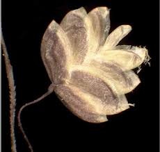 Image result for Briza