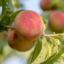 Image result for Prunus persica