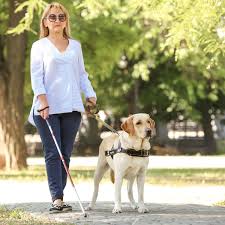 Since 2004, august 26 th is well known as national dog day yearly. International Guide Dog Day
