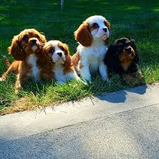 Puppyfinder.com is your source for finding an ideal cavalier king charles spaniel puppy for sale in usa. Cavalier King Charles Spaniel Belle River Breeder Home Facebook