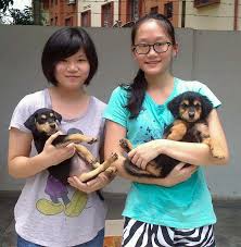 Dogs less than four months old receive the following services and carry an $85 adoption fee. Be A Foster Parent Spca Penang