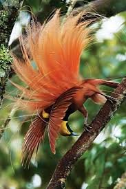 Bird Of Paradise Papua New Guinea Israel Raggina Bird Of Paradise Papua New Guinea Minden Pictures And National King Bird Of Paradise Native To New Gui Birds Beautiful Birds Exotic Birds