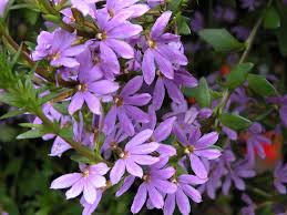 Image result for foto Vějířovka