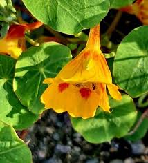 Image result for Tropaeolum