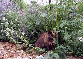 Cat Gardening Dog Safe Plants Cat Garden Cats