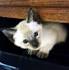 Siamese Kittens for Sale - Adoptapet