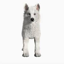 3d Model Wolf Baby Animals Baby Wolf Mammals
