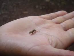 Smallest Animals In The World Gallery Cute Baby Animals Cute Reptiles Cute Little Animals