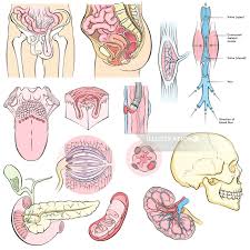 Download as pdf or read online from scribd. Anatomy Illustration By Juliet Percival Medical