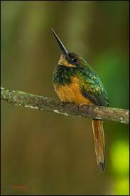 Rufous Tailed Jacamar Beautiful Birds Pet Birds Rare Birds